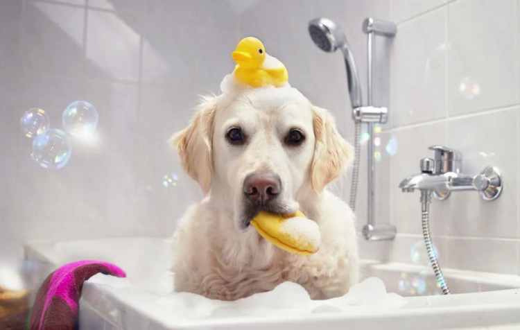 Dctr.Go Шампунь-бальзам для животных Sнampoo Therapy "Мультиуход" 1000 ml в Кирове